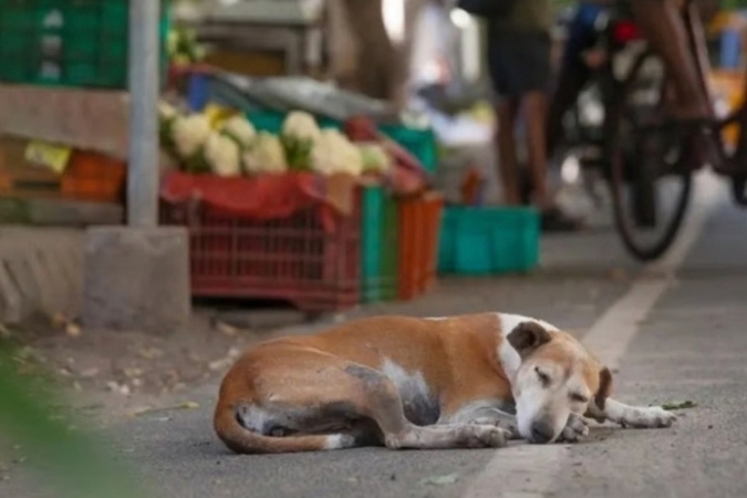 Stray Dogs, the Supreme Court, and the Shrinking Space for Coexistence